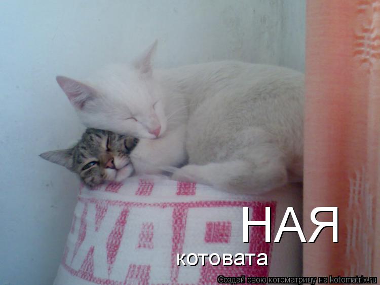Котоматрица: НАЯ котовата