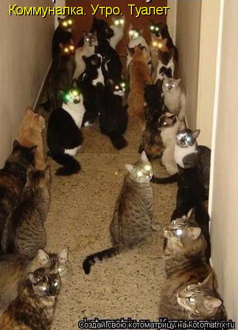 Котоматрица: Коммуналка. Утро. Туалет
