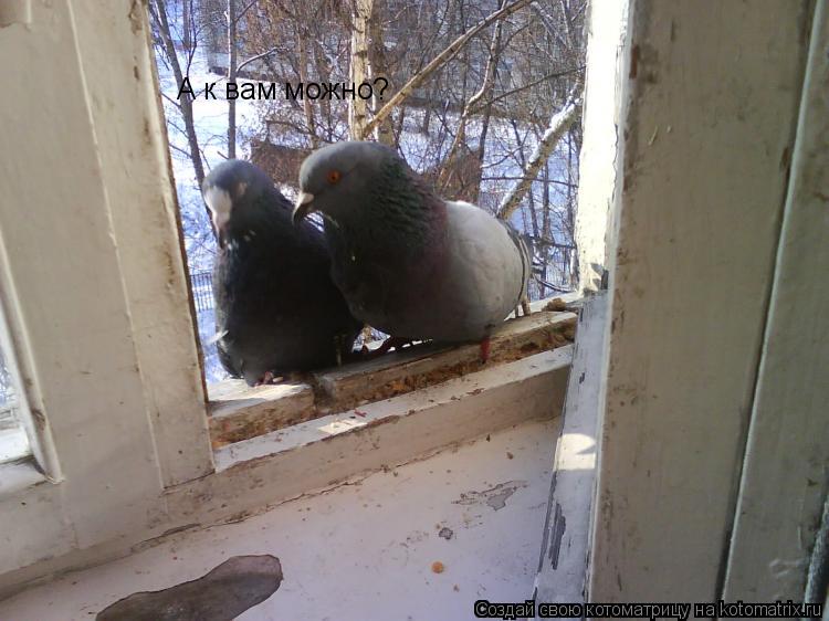 Котоматрица: А к вам можно?
