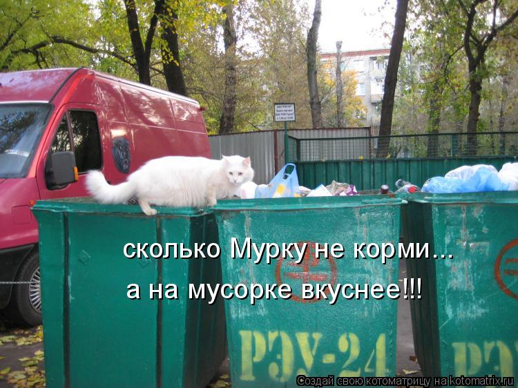 Котоматрица: сколько Мурку не корми... а на мусорке вкуснее!!!