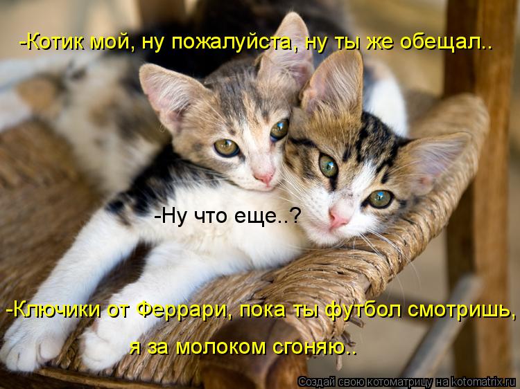 Любимый котик картинки