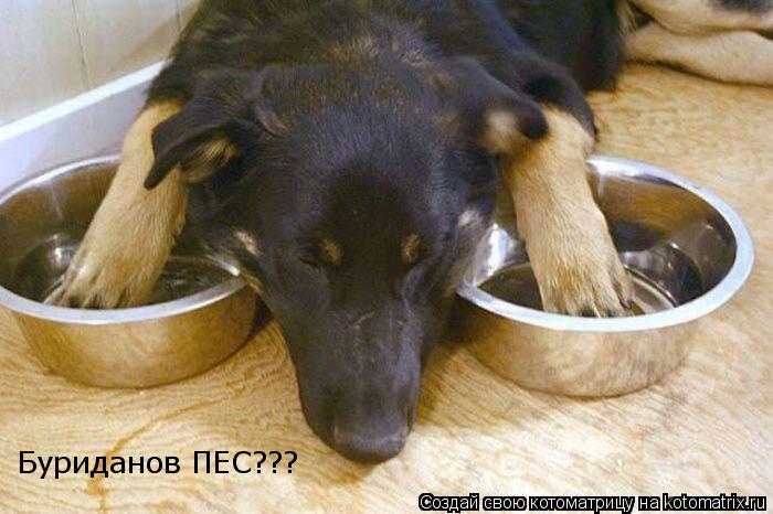 Котоматрица: Буриданов ПЕС???