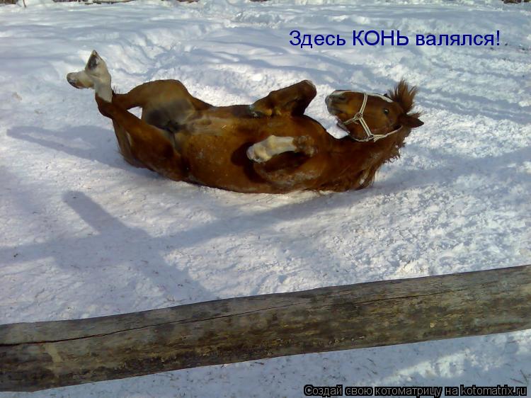 Котоматрица: Здесь КОНЬ валялся!