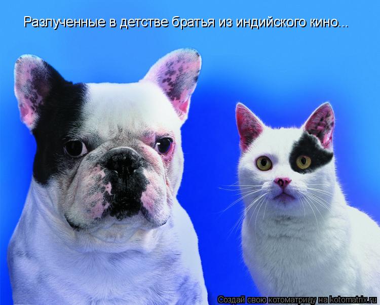 Котоматрица: Разлученные в детстве братья из индийского кино...