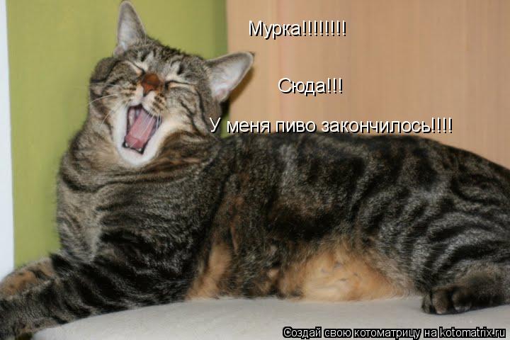 Котоматрица: Мурка!!!!!!!! Сюда!!! У меня пиво закончилось!!!!