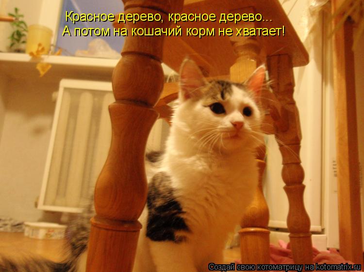 Котоматрица: Красное дерево, красное дерево... А потом на кошачий корм не хватает!