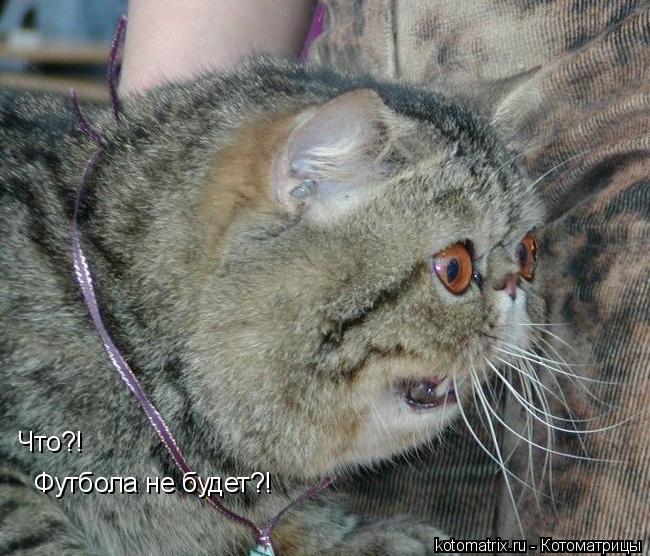 Котоматрица: Что?! Футбола не будет?!