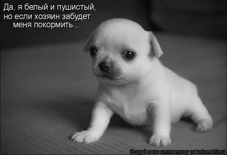 Котоматрица: Да, я белый и пушистый, но если хозяин забудет меня покормить...