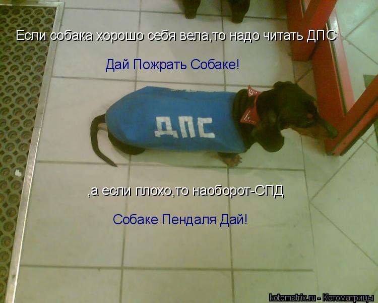 Котоматрица: Если собака хорошо себя вела,то надо читать ДПС Дай Пожрать Собаке! ,а если плохо,то наоборот-СПД Собаке Пендаля Дай!