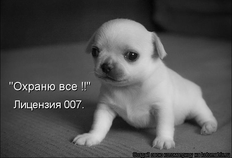 Котоматрица: "Охраню все !!" Лицензия 007.