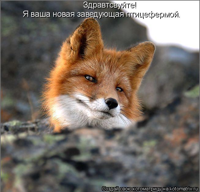 Котоматрица: Здравтсвуйте!  Я ваша новая заведующая птицефермой.