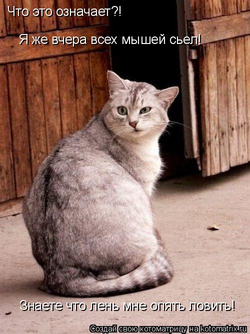 Котоматрица: Что это означает?! Я же вчера всех мышей сьел! Знаете что лень мне опять ловить!