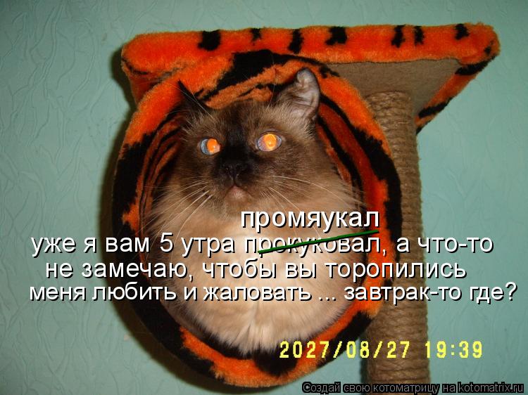 Котоматрица: уже я вам 5 утра прокуковал, а что-то  не замечаю, чтобы вы торопились  меня любить и жаловать ... завтрак-то где? _________ промяукал