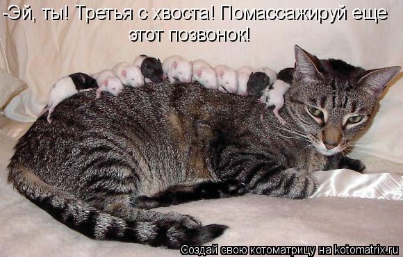 Котоматрица: -Эй, ты! Третья с хвоста! Помассажируй еще  этот позвонок!