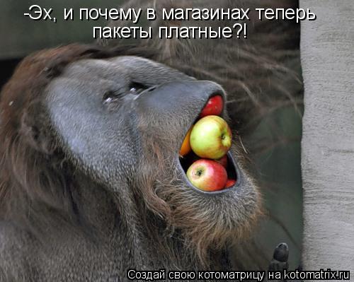 Котоматрица: -Эх, и почему в магазинах теперь  пакеты платные?!