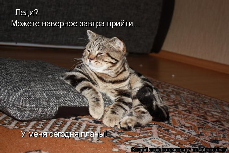Котоматрица: Леди? Можете наверное завтра прийти... У меня сегодня планы!