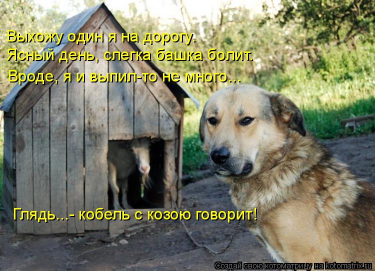 Котоматрица: Выхожу один я на дорогу. Ясный день, слегка башка болит. Вроде, я и выпил-то не много... Глядь...- кобель с козою говорит!