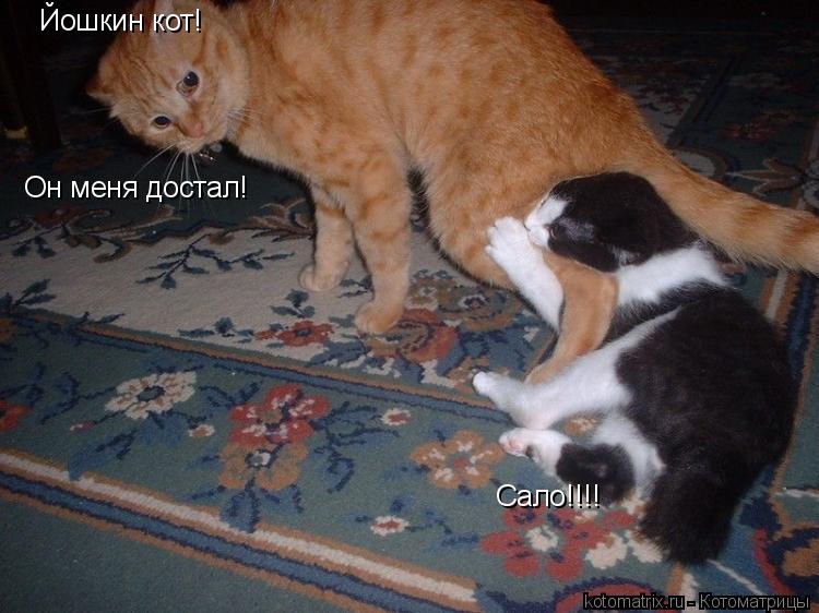 Котоматрица: Йошкин кот! Он меня достал! Сало!!!!
