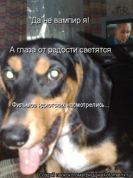 Котоматрица: Да не вампир я! А глаза от радости светятся. Фильмов идиотских насмотрелись...