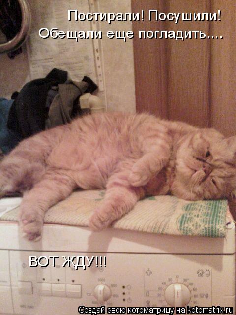 Котоматрица: Постирали! Посушили! Обещали еще погладить.... ВОТ ЖДУ!!!