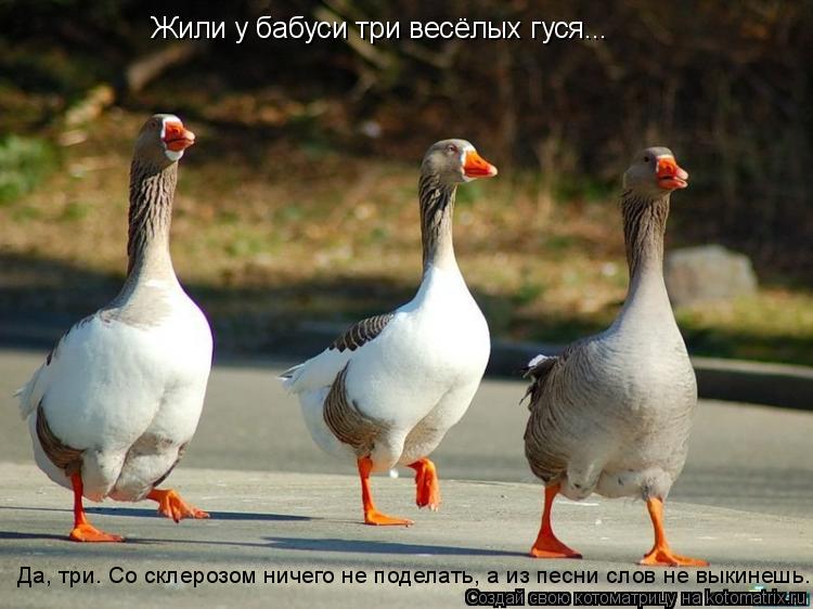 Котоматрица: Жили у бабуси три весёлых гуся... Да, три. Со склерозом ничего не поделать, а из песни слов не выкинешь.
