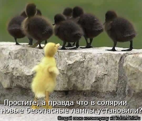 Простите, а правда что в солярии новые безопасные лампы установили???... Котоматрица: Простите, а правда что в солярии новые безопасные лампы установили???