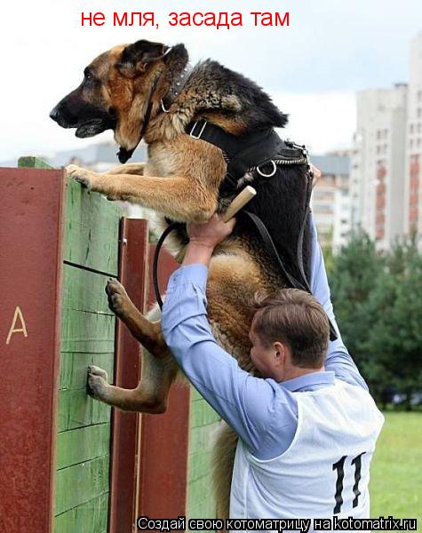 Котоматрица: не мля, засада там