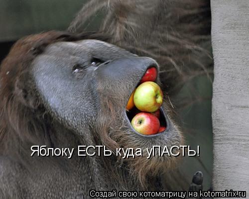Котоматрица: Яблоку ЕСТЬ куда уПАСТЬ!