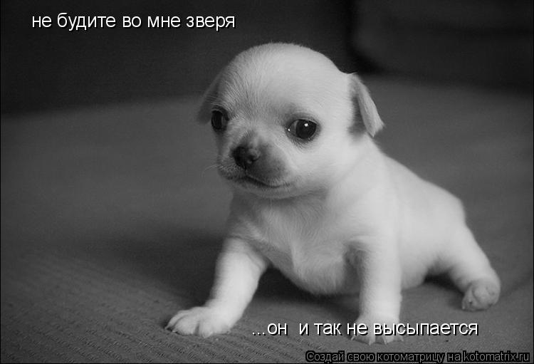 не будите во мне зверя ...он и так не высыпается... Котоматрица: не будите во мне зверя ...он и так не высыпается