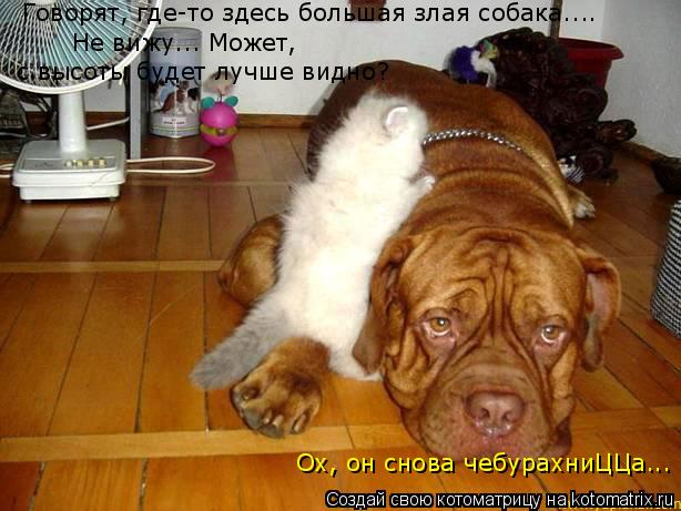 Котоматрица: Говорят, где-то здесь большая злая собака.... Не вижу... Может,  с высоты будет лучше видно? Ох, он снова чебурахниЦЦа...