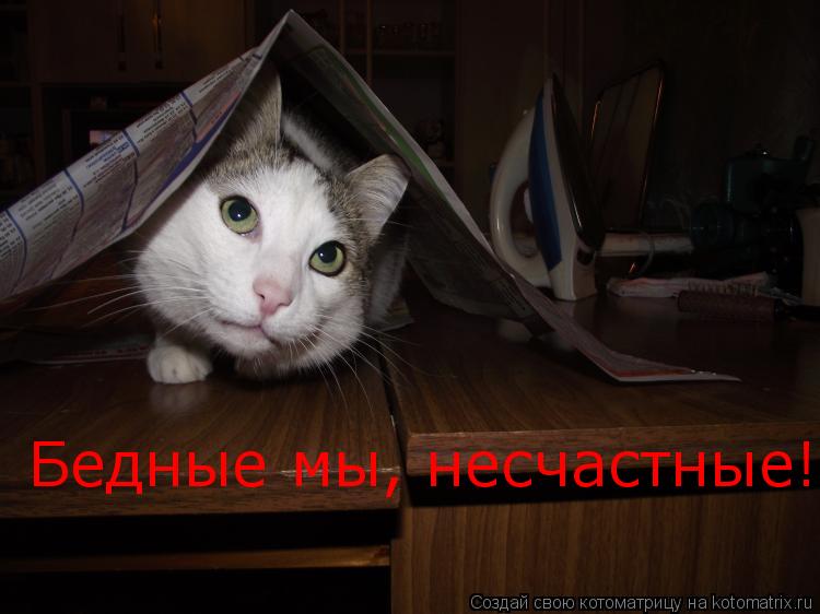 Котоматрица: Бедные мы, несчастные!  Бедные мы, несчастные!
