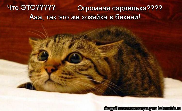 Котоматрица: Что ЭТО????? Огромная сарделька???? Ааа, так это же хозяйка в бикини!