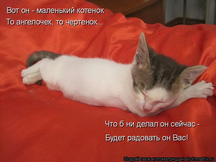 Котоматрица: Вот он - маленький котенок То ангелочек, то чертенок... Что б ни делал он сейчас -  Будет радовать он Вас!