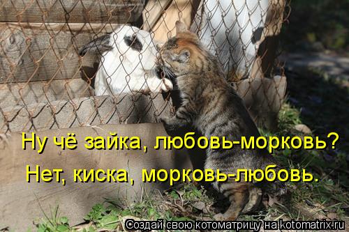 Котоматрица: Ну чё зайка, любовь-морковь? Нет, киска, морковь-любовь.