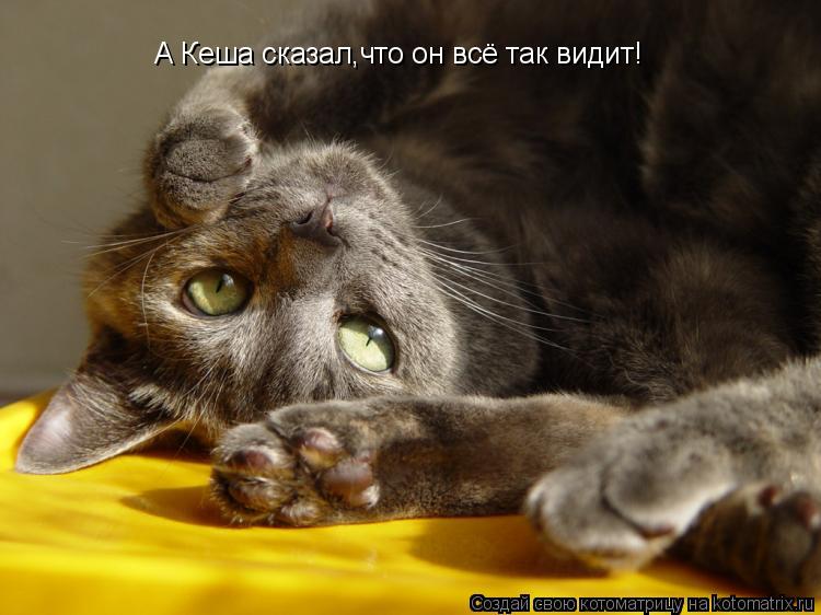 Котоматрица: А Кеша сказал,что он всё так видит!