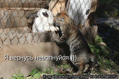 Я вернусь неволнуйся )))... Котоматрица: Я вернусь неволнуйся )))