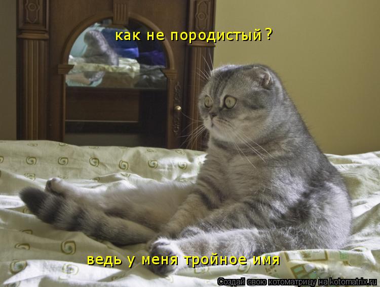 Котоматрица: как не породистый ведь у меня тройное имя ?