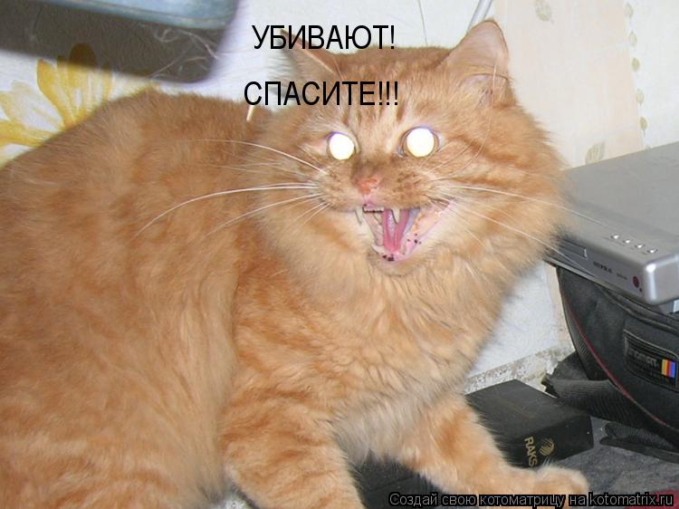 Котоматрица: УБИВАЮТ! СПАСИТЕ!!!