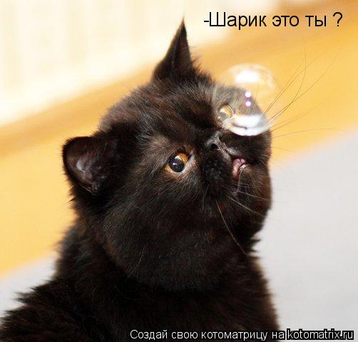 Котоматрица: -Шарик это ты ?