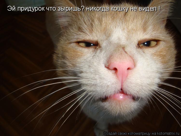 Котоматрица: Эй придурок что зыришь? никогда кошку не видел !
