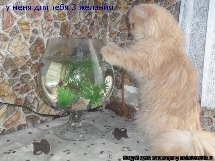 Котоматрица: у меня для тебя 3 желания