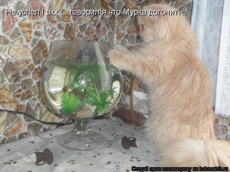 Котоматрица: Не успел ! эхх.... говорил я что Мурка догонит!