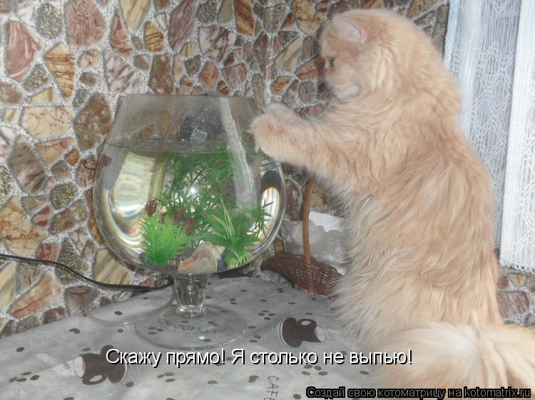 Котоматрица: Скажу прямо! Я столько не выпью!