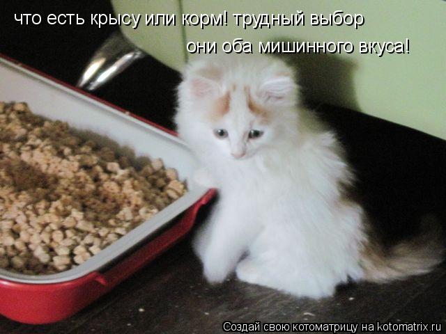 Котоматрица: что есть крысу или корм! трудный выбор они оба мишинного вкуса!