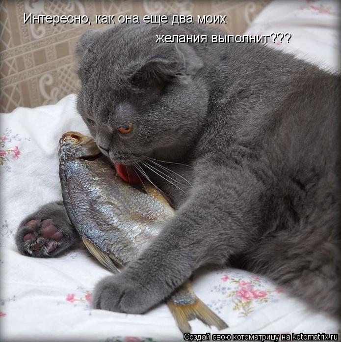 Котоматрица: Интересно, как она еще два моих  желания выполнит???