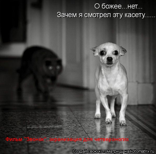 Котоматрица: О божее...нет... Зачем я смотрел эту касету...... Фильм "Звонок"..экранизация для четвероногих
