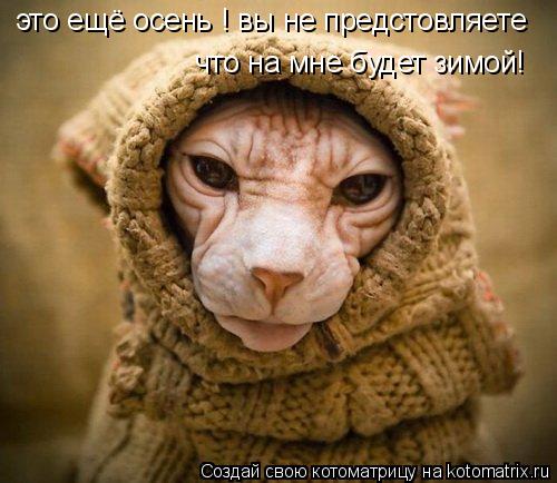 Котоматрица: это ещё осень ! вы не предстовляете что на мне будет зимой!