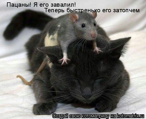Котоматрица: Пацаны! Я его завалил! Теперь быстренько его затопчем