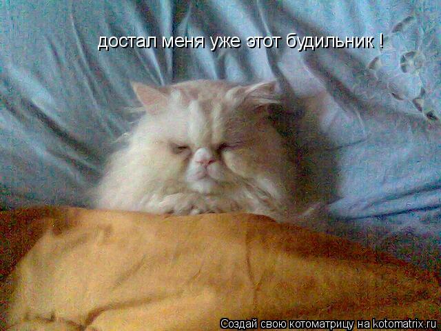Котоматрица: достал меня уже этот будильник !