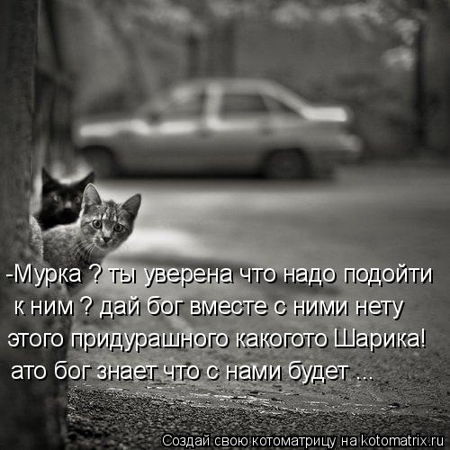 Котоматрица: -Мурка ? ты уверена что надо подойти  к ним ? дай бог вместе с ними нету этого придурашного какогото Шарика! ато бог знает что с нами будет ...